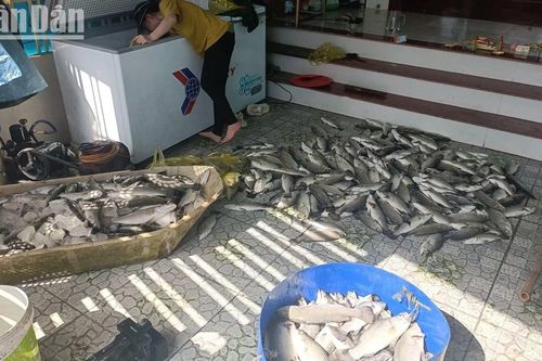 Hơn 50 tấn cá nuôi lồng bè ở Hà Tĩnh bị sốc nước chết hàng loạt
