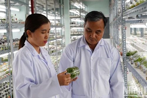 Tạo động lực để nông nghiệp công nghệ cao Thành phố Hồ Chí Minh phát triển