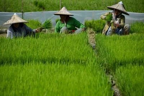 Việt Nam tham gia tích cực vào khuôn khổ hợp tác nông nghiệp ASEAN