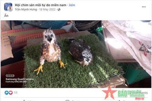 Bình Thuận: Bắt giữ đối tượng quảng cáo, buôn bán động vật hoang dã trên mạng xã hội