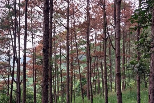 Rừng thông ba lá ở Lâm Đồng lại bị 'đầu độc' hàng loạt