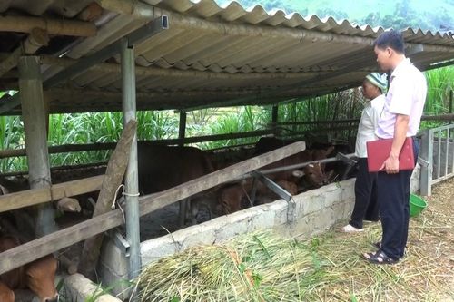 Mở hướng thoát nghèo từ chăn nuôi đại gia súc