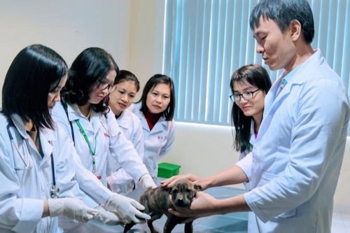 Thúc đẩy tuyển sinh, đào tạo ngành Chăn nuôi, thú y
