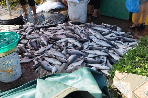 Khoảng 50 tấn cá chẽm chết hàng loạt tại Hà Tĩnh