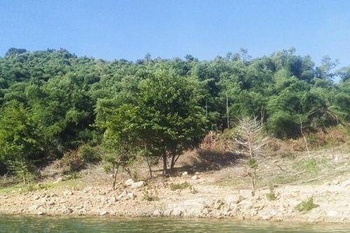 Đã thu hồi 138ha đất rừng phòng hộ cấp sai cho gia đình nguyên bí thư huyện ở Bình Định