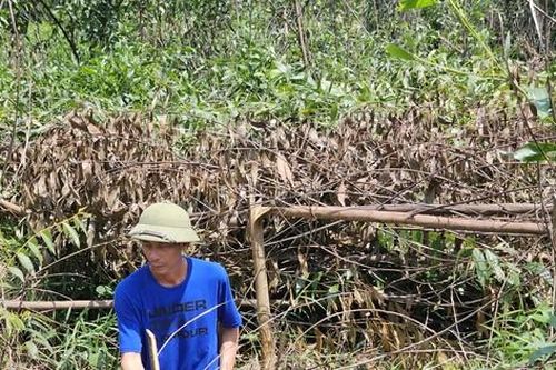 Lão nông lặng người trước rừng keo tràm 3.000 cây bị phá hoại