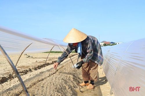 Nông dân Hà Tĩnh 'cướp nắng', hối hả sản xuất vụ đông