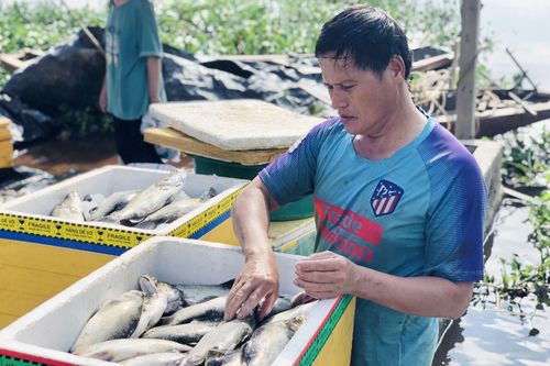 Hà Tĩnh: Hơn 50 tấn cá nuôi lồng bè bị chết vì sốc nước