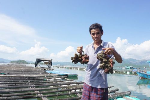 Tôm hùm, hàu chết bất thường với số lượng lớn tại Khánh Hòa