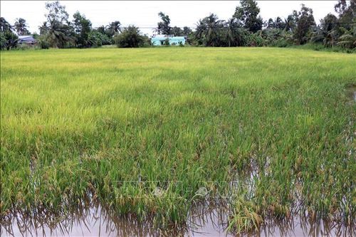 Cà Mau: Vận hành tất cả các trạm bơm để cứu ruộng lúa, rau màu bị ngập