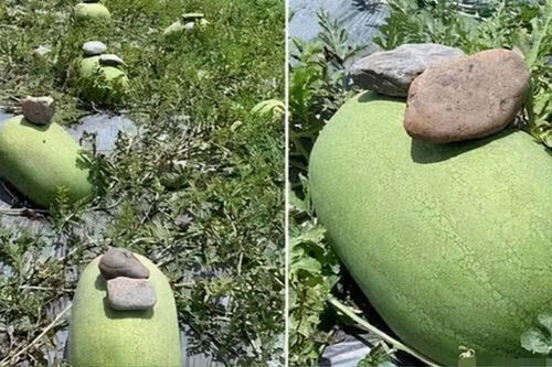 Kỳ lạ lão nông cứ trồng dưa hấu là đặt hòn đá lên trên và lý giải bất ngờ