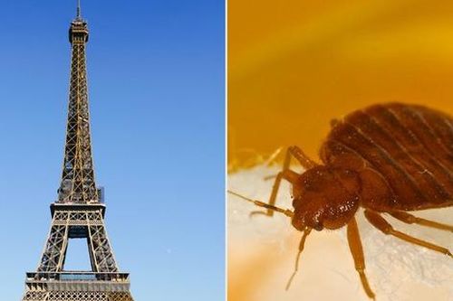 Côn trùng hút máu người tấn công thủ đô Paris (Pháp): Sự kiện lớn tầm cỡ thế giới bị đe dọa nghiêm trọng