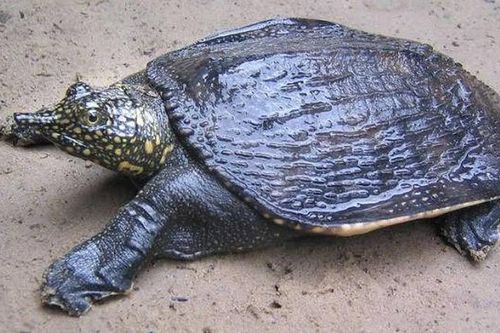Bỏ nghề MC đám cưới, khởi nghiệp nuôi cua đinh trên sông Sê San, lãi ròng 200 triệu mỗi năm