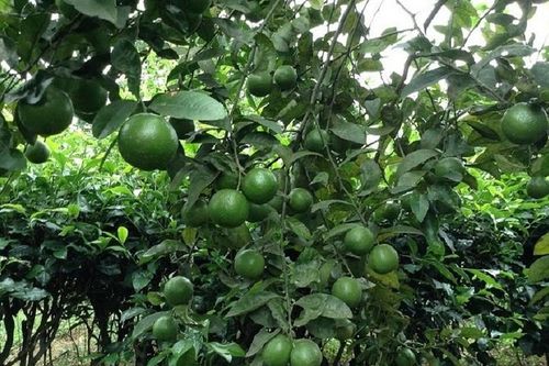 Phòng ngừa sỏi thận với vị thuốc quý từ quả chanh