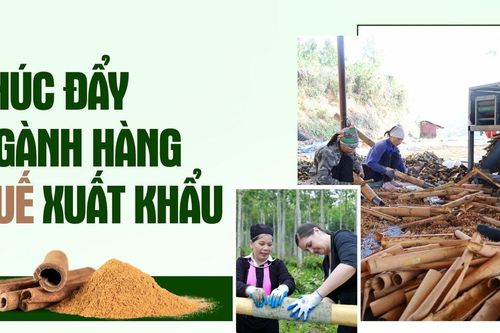 Thúc đẩy ngành hàng quế xuất khẩu