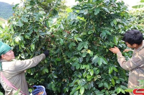 Cây trồng chủ lực trên đồng đất Thuận Châu