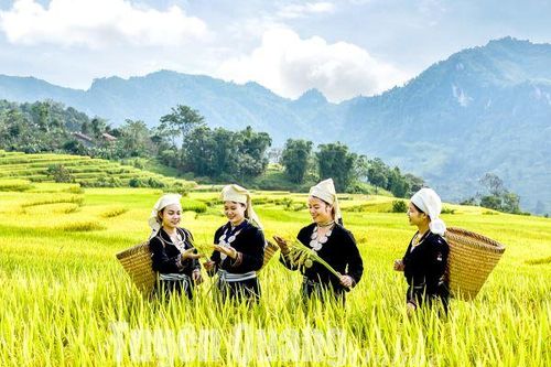 Sẵn sàng Lễ hội mùa vàng Hồng Thái