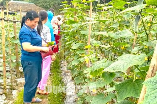 Chiêm Hóa tuyển sinh, dạy nghề cho hơn 500 học sinh, lao động nông thôn