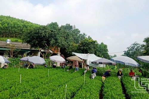 Phát triển làng nghề, tạo sinh kế cho người dân