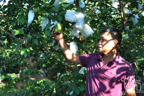 Xây dựng vùng cây ăn quả ở Phú Bình: Hướng đến nâng cao giá trị