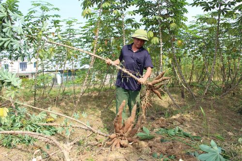 Trồng sắn nghệ cho thu lãi trên 8 triệu đồng/sào