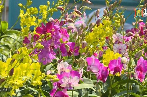 Hà Nội: Tái cơ cấu nông nghiệp hiệu quả, bền vững