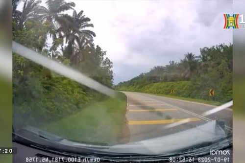 Không kiểm soát tốc độ, ô tô húc thẳng vào chú bò