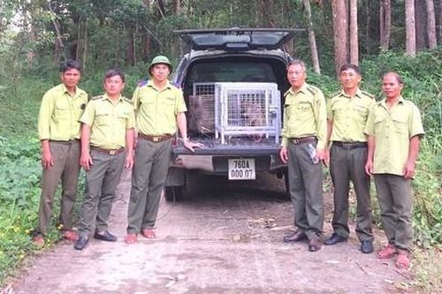 Di dời đàn khỉ vàng quý hiếm từ Quảng Ngãi lên Gia Lai