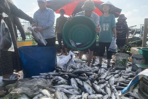 Gần 50 tấn cá chẽm nuôi lồng bè bị chết do sốc nước, mong người dân 'giải cứu'