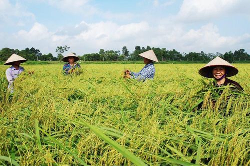Nếp cái hoa vàng Dục Tú