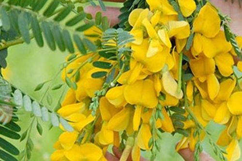 Hoa điên điển, loài hoa được ví như bài thuốc quý chế biến thành nhiều món ăn ngon, dễ làm, bảo sao người miền Tây hay mang ra đãi khách