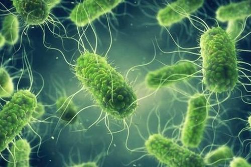 Vi khuẩn Salmonella gây ngộ độc sau đêm Trung thu nguy hiểm ra sao?