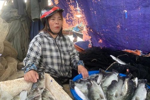 Người dân khóc ròng khi nhìn hàng chục tấn cá nuôi lồng bè bị chết trắng