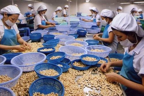 Sôi động xuất khẩu hạt điều