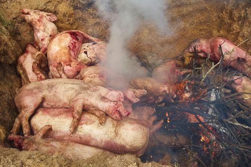 Đồng Nai: Tiêu hủy toàn bộ số heo bị dịch tả châu Phi