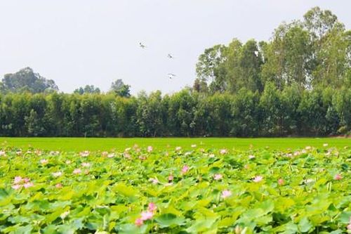 Xây dựng Đồng Tháp thành tỉnh kiểu mẫu về nông nghiệp sinh thái, nông thôn hiện đại