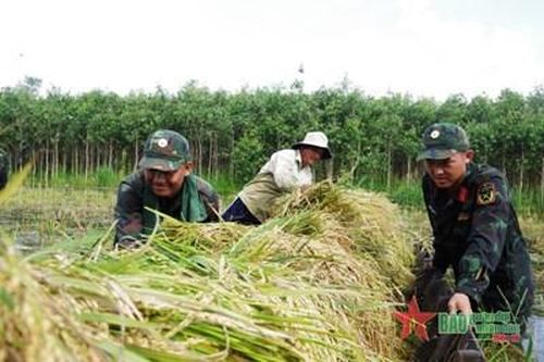Long An: Dầm mình dưới nước gặt lúa giúp dân