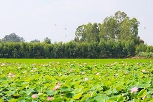 Xây dựng Đồng Tháp thành tỉnh kiểu mẫu về nông nghiệp sinh thái