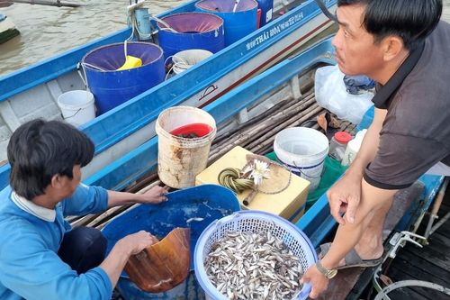 Khó tìm đặc sản cá linh non