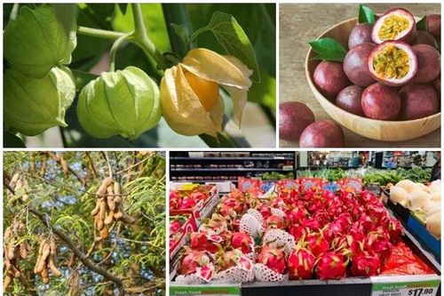 4 loại quả ở Việt Nam 'rẻ như cho', ra nước ngoài 'cực chát'