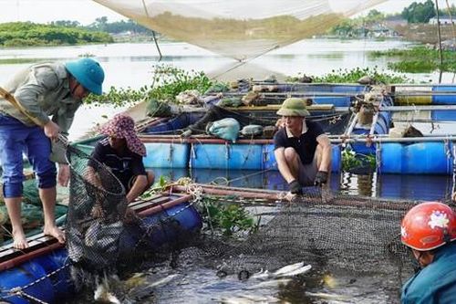 Hơn 50 tấn cá nuôi lồng bè bất ngờ chết hàng loạt