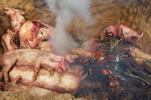 Đồng Nai phát hiện ở cơ sở thu gom gần 100 con lợn bị dịch tả châu Phi