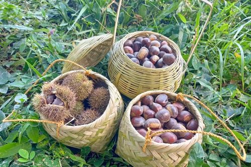 Hạt dẻ Trùng Khánh - Món ăn gợi nhớ của Cao Bằng