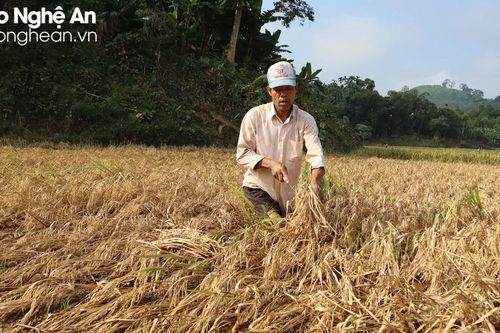 850 ha lúa hè thu ở Quỳ Châu giảm 70-100% năng suất