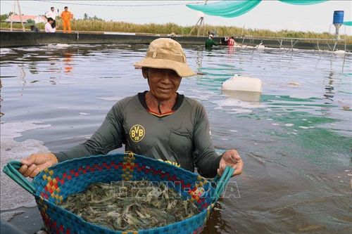 Thu nhập hàng trăm triệu đồng từ mô hình 'con tôm ôm sò huyết'