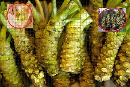 Loại củ xấu xí nhưng đắt nhất thế giới, ở Việt Nam bán 6 triệu đồng/kg