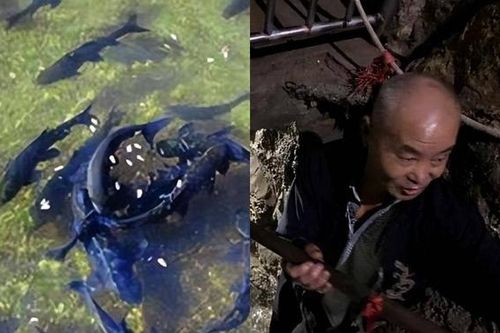 Đào giếng phát hiện có cá phun lên từ hố, lão nông đổi đời nhờ 'dòng suối bí ẩn' dưới nhà