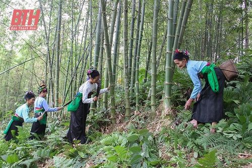 Nghèo giữa vùng tre luồng... lớn nhất Việt Nam (Bài 1): Sự thật về 'cây xóa nghèo'