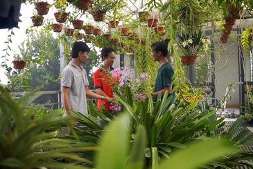 Thú chơi lan