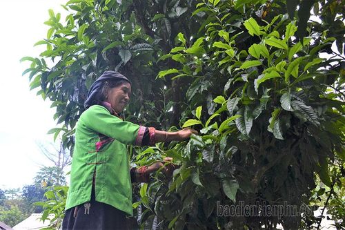 Mường Chà bảo tồn và phát triển chè cây cao